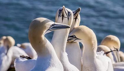 科技发布会密集,视频制作难题待解,剪映能否凭AI破局?