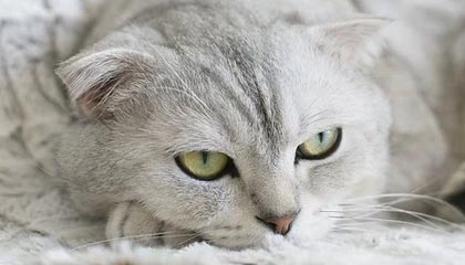 微信公众号普及,如何发布视频?分点详细介绍来啦